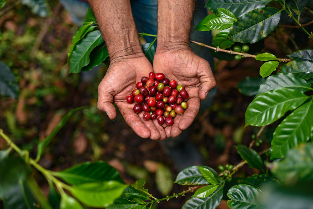 Sunrise Blend Roasted 12oz - $13.00/lb