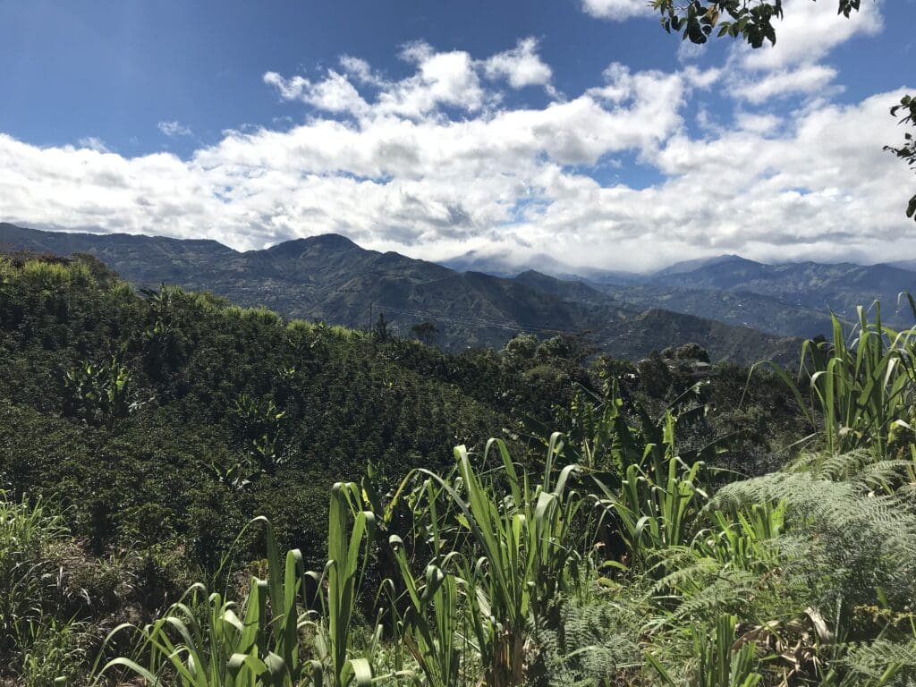 COLOMBIA - Decaf Galeras - £21.00/kg