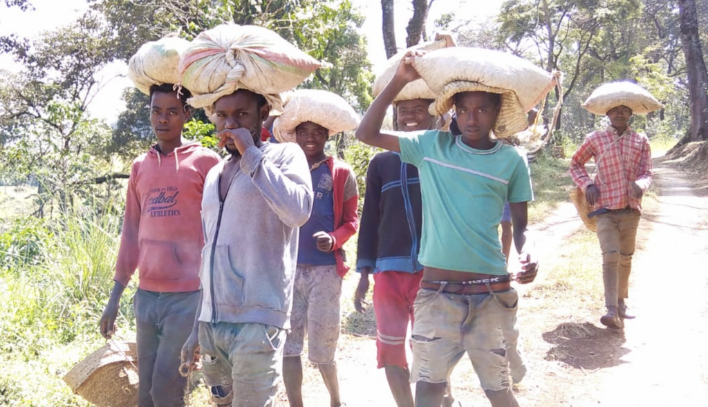 Limmu Kossa Washed (SEP 23)