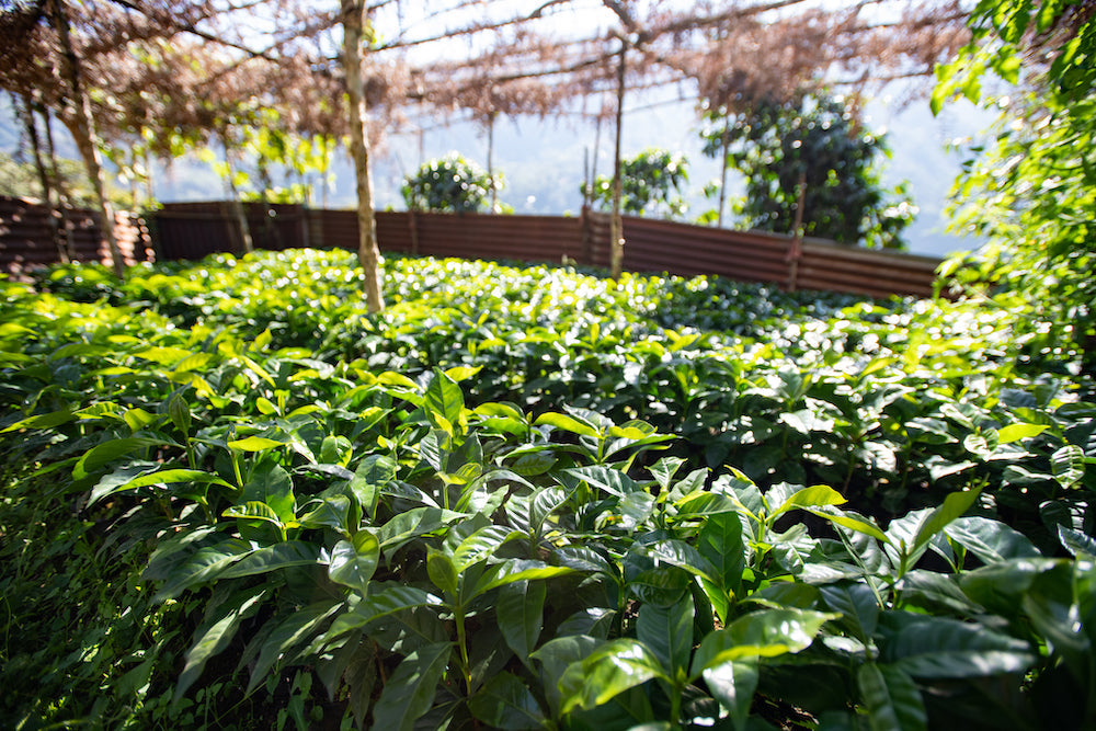 Sunrise Blend - $13.00/lb