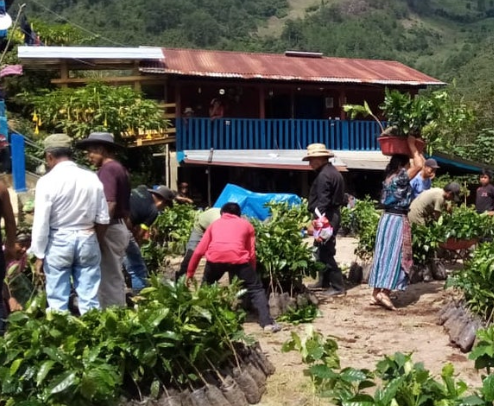 Flor de Maiz (MAY 25)