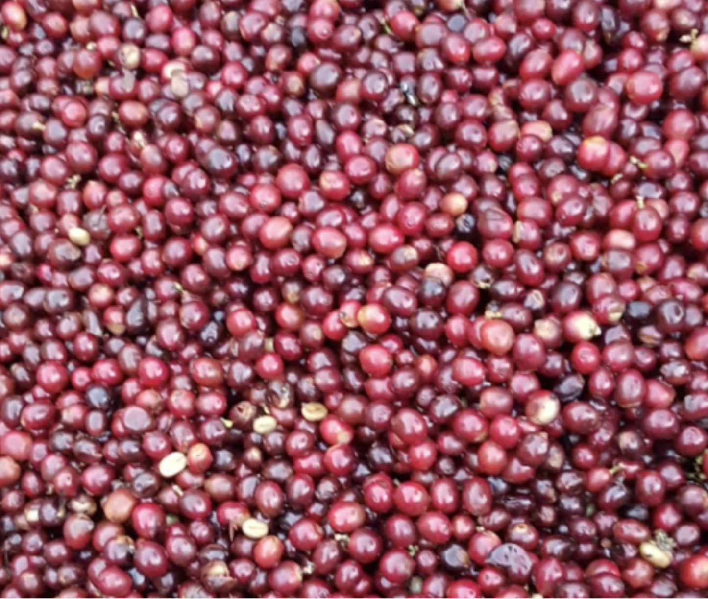 EL SALVADOR - Limonares Natural (OCT 24) - $13.00/lb