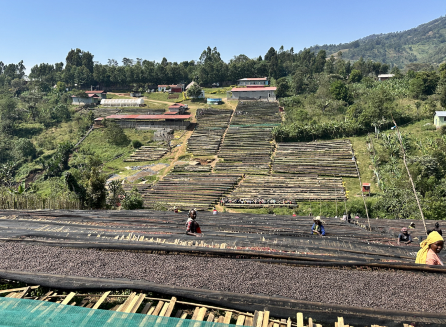 Shanta Golba Natural (OCT 24)