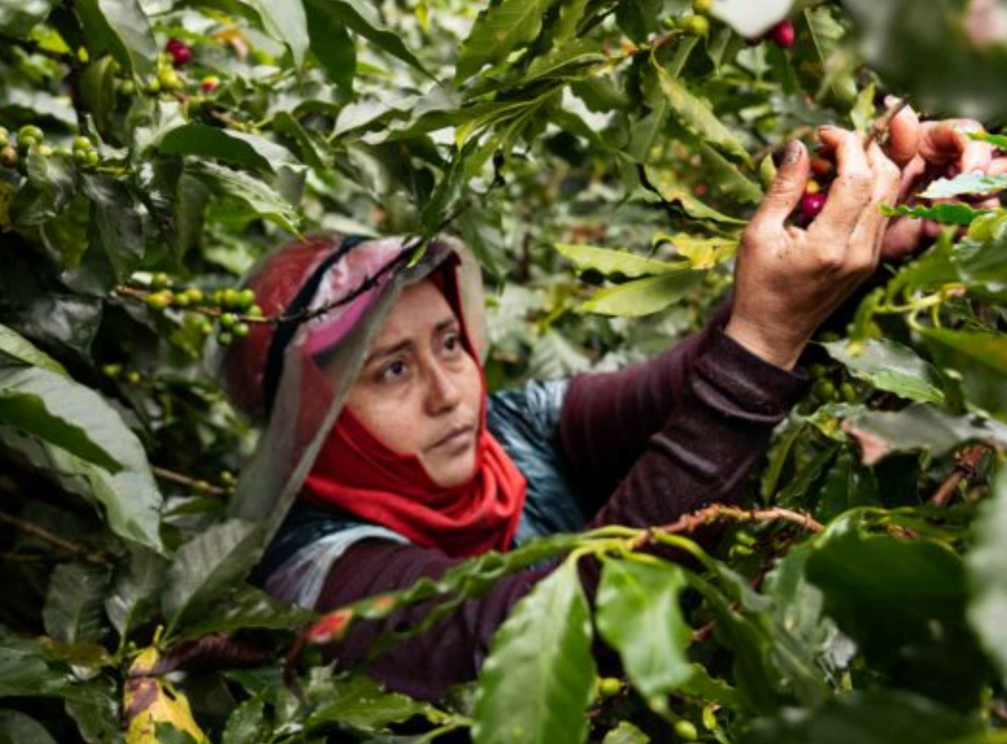 DECAF COLOMBIA - Magia del Campo (MAR 25) - $11.50/lb