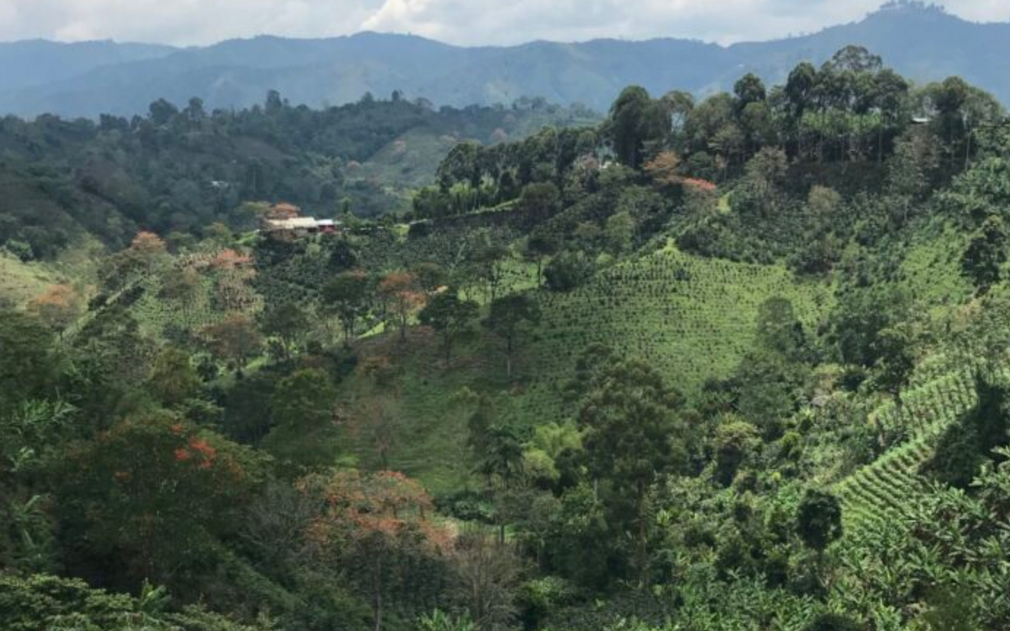COLOMBIA - Bochica (JUN 25) - $12.75/lb