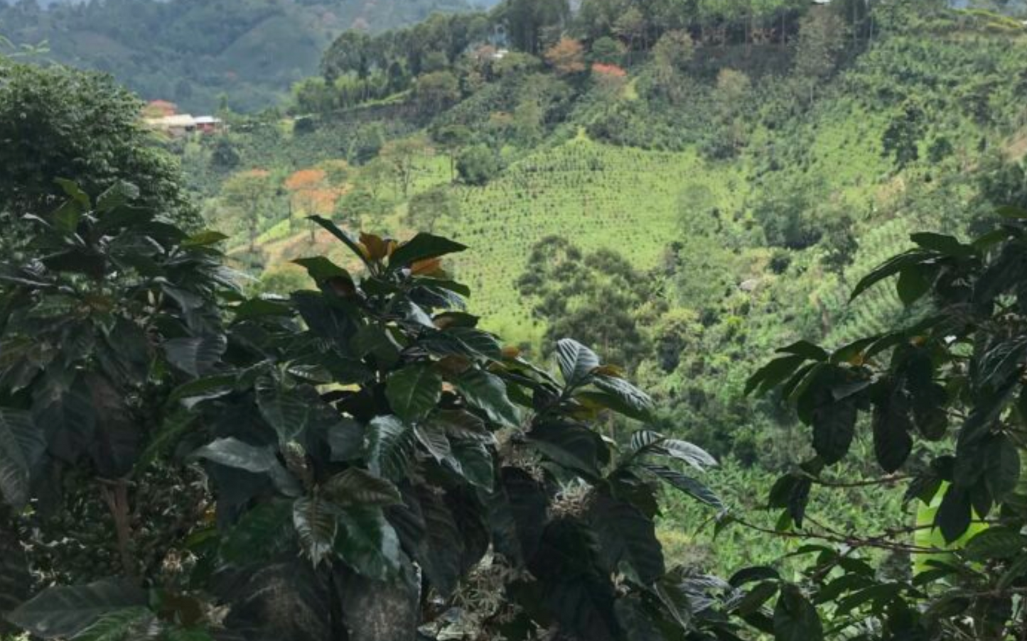 COLOMBIA - Bochica (JUN 25) - $12.75/lb