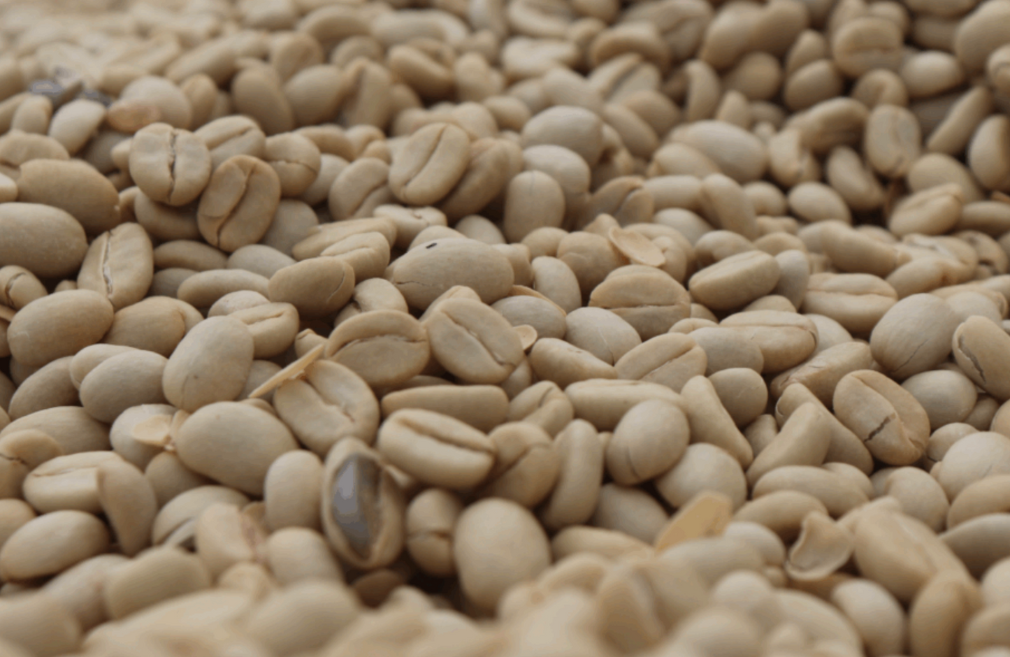 Rako Washed (JUL 25)