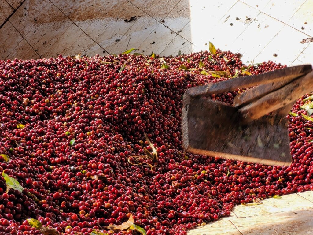 ETHIOPIA - Danche Natural - £25.00/kg