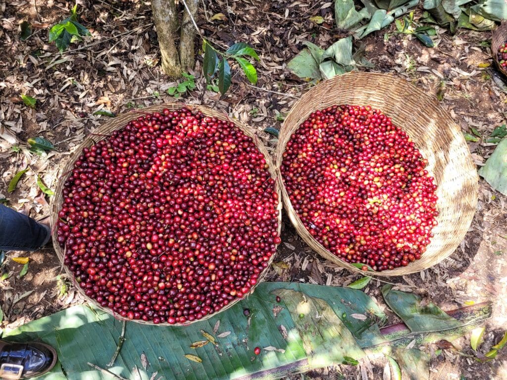 ETHIOPIA - Danche Natural - £25.00/kg