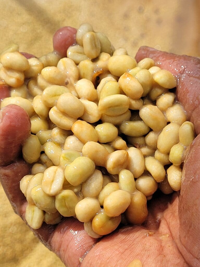 ETHIOPIA - Danche Natural - £25.00/kg