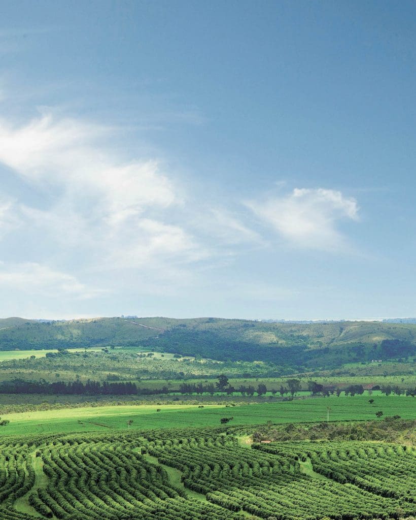 BRAZIL - Pau Natural - £19.00/kg