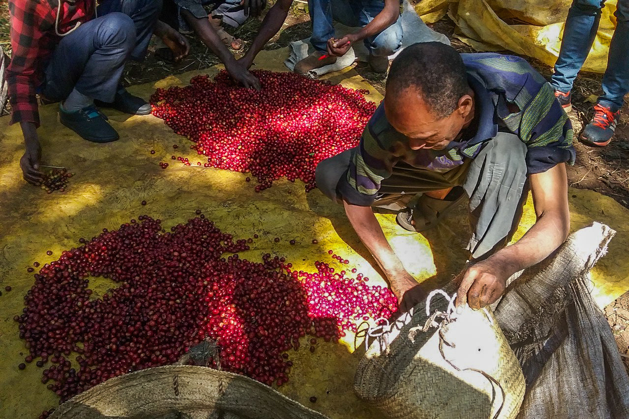 ETHIOPIA - Limmu Kossa Washed (OCT 24)- $11.75/lb