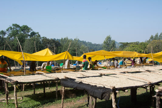 ETHIOPIA - Limmu Kossa Washed (OCT 24)- $11.75/lb