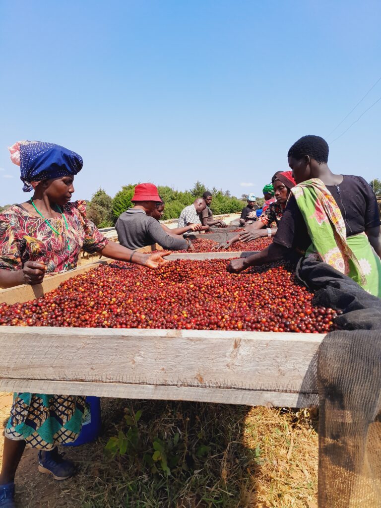 Usawa Kahawa AA (FEB 25)