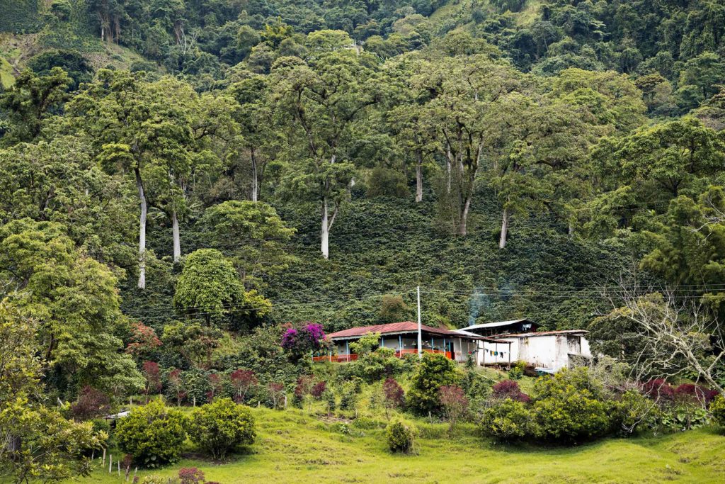 Decaf Magia del Campo (MAR 25)