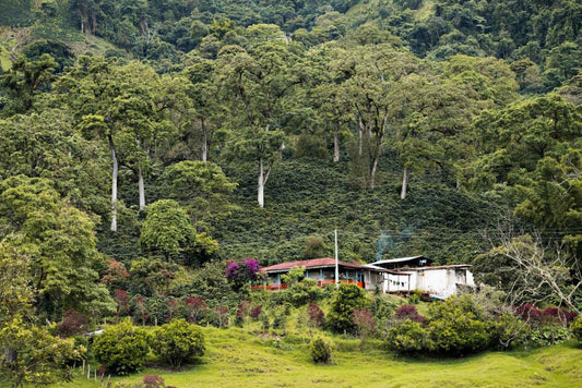Decaf Magia del Campo (MAR 25)