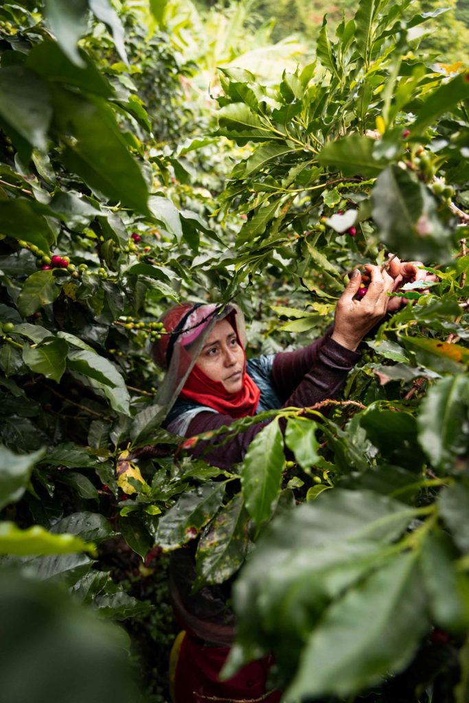 Decaf Magia del Campo (MAR 25)