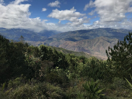 COLOMBIA - Decaf Galeras - £21.00/kg