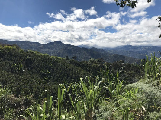 Decaf Galeras