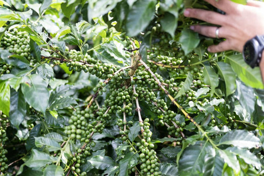 GUATEMALA - Ceiba - £20.00/kg