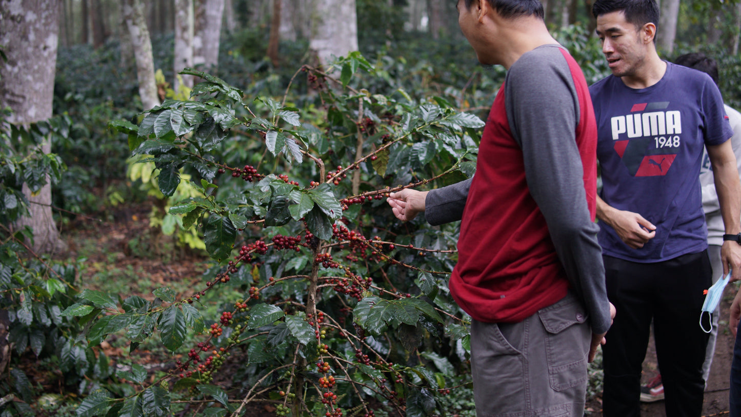 Konang Springs Natural (FEB 22)