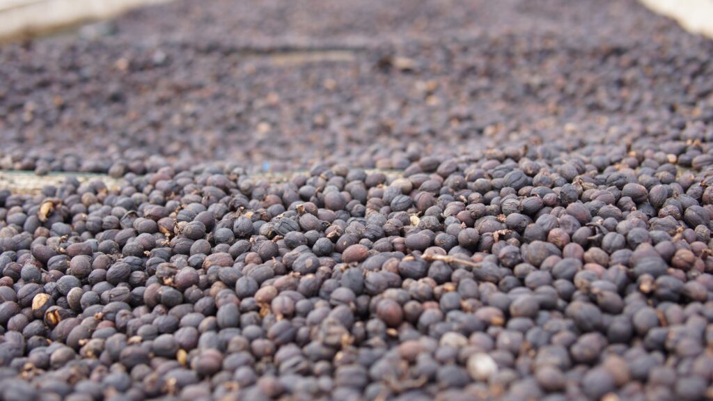 Walida Natural (JAN 25)