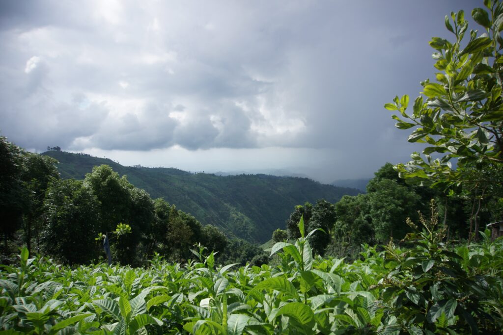 Walida Natural (JAN 25)