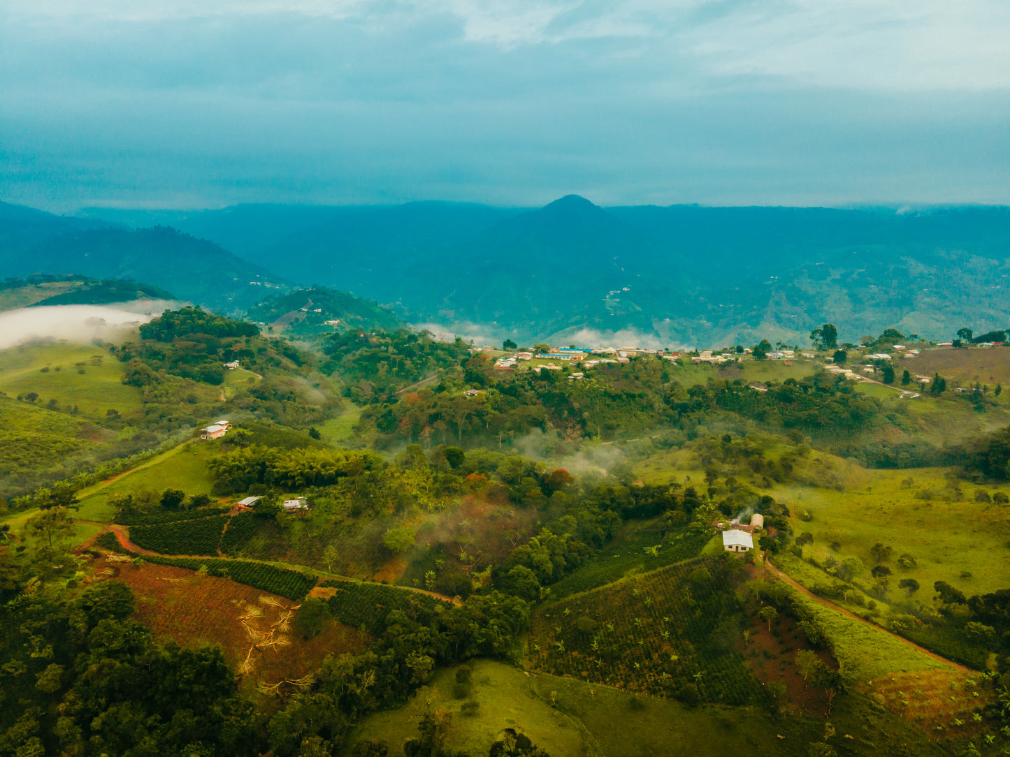 Decaf Colombia El Buho