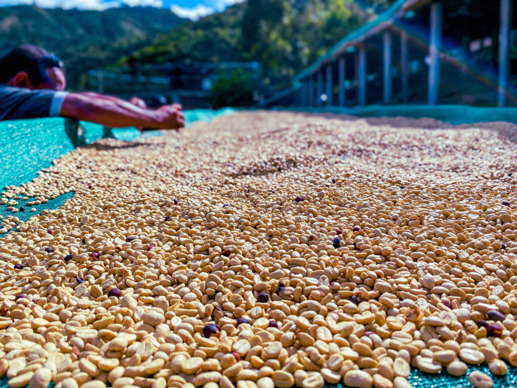 Decaf Churupampa SWP (DEC 24)