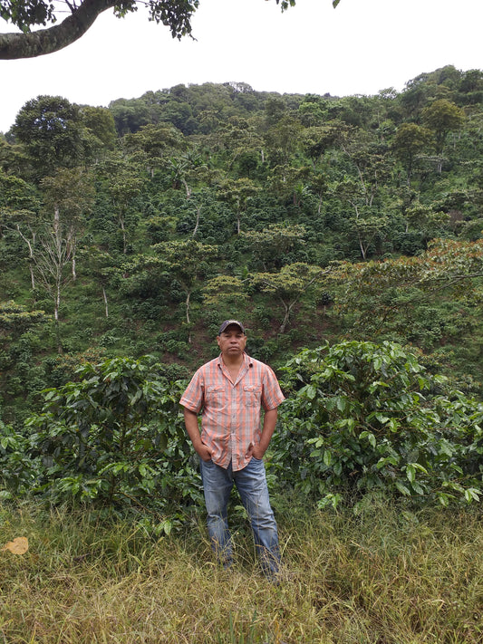 NICARAGUA - La Estrella (AUG 24) - $11.50/lb