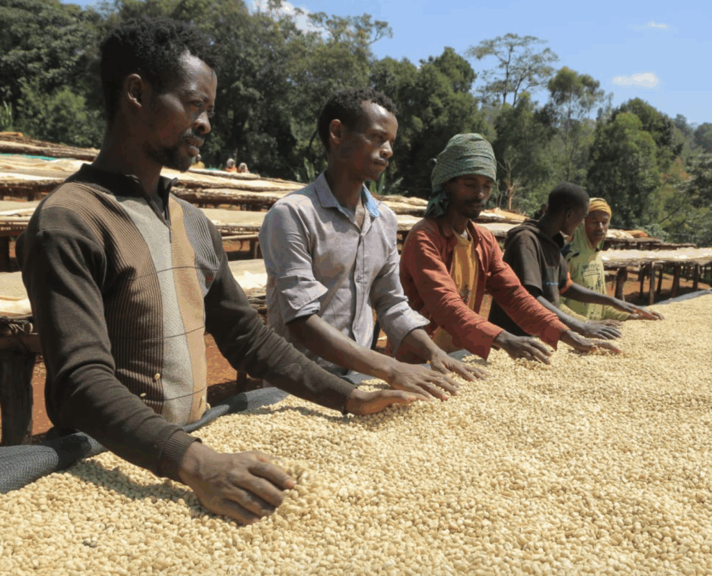 Rako Washed (JUL 25)