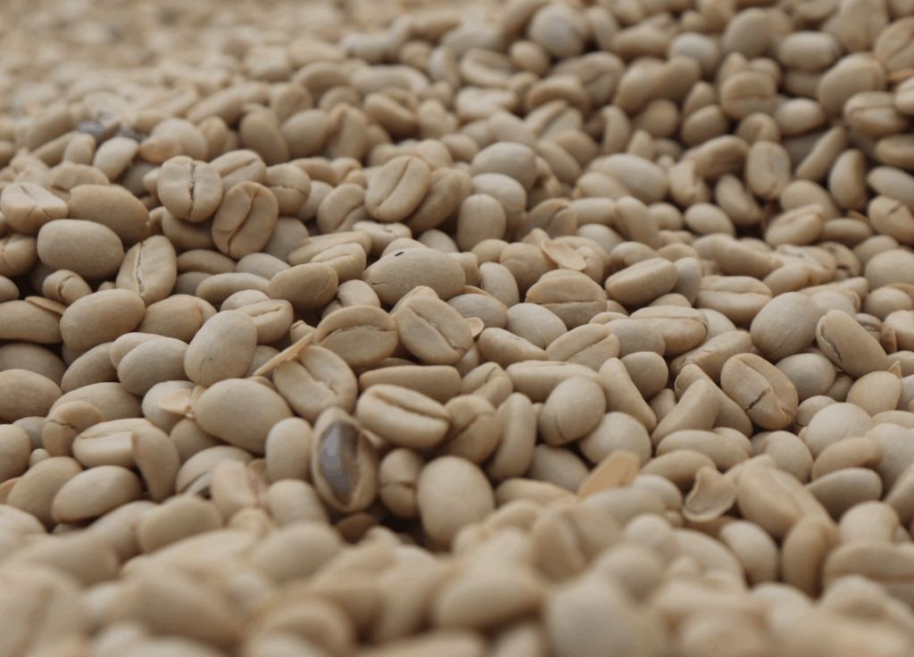 Rako Washed (JUL 25)