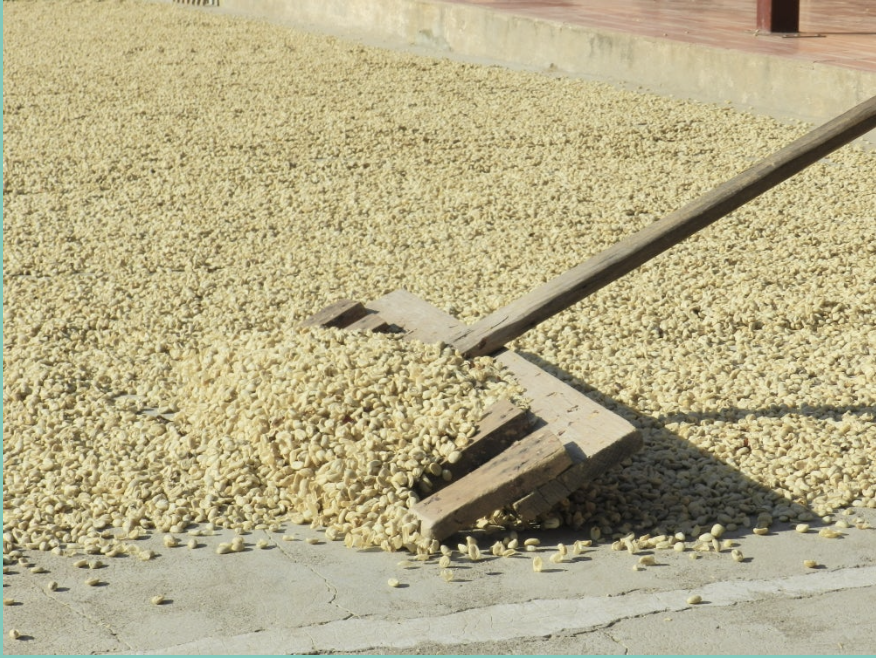 Flor de Maiz (MAY 25)