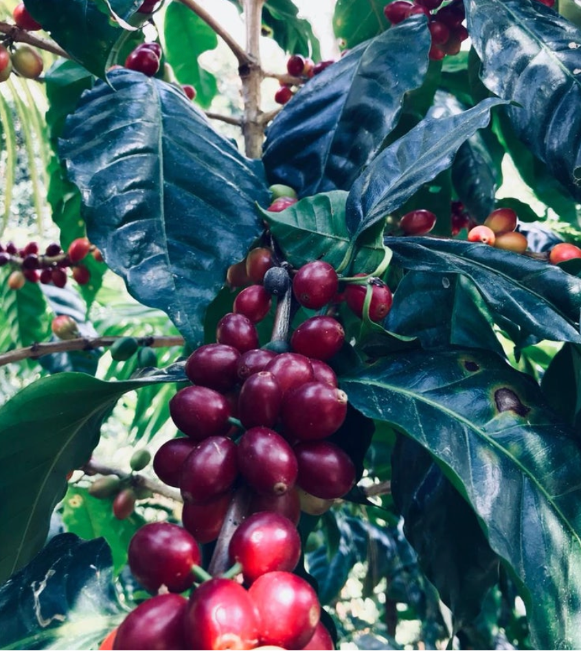 Flor de Maiz (MAY 25)