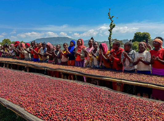 ETHIOPIA - Shanta Golba Natural (OCT 24)- $12.50/lb