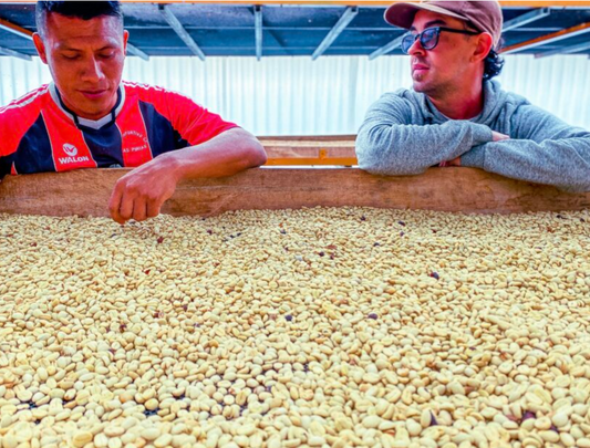 DECAF PERU - Churupampa SWP (DEC 24) - $12.00/lb