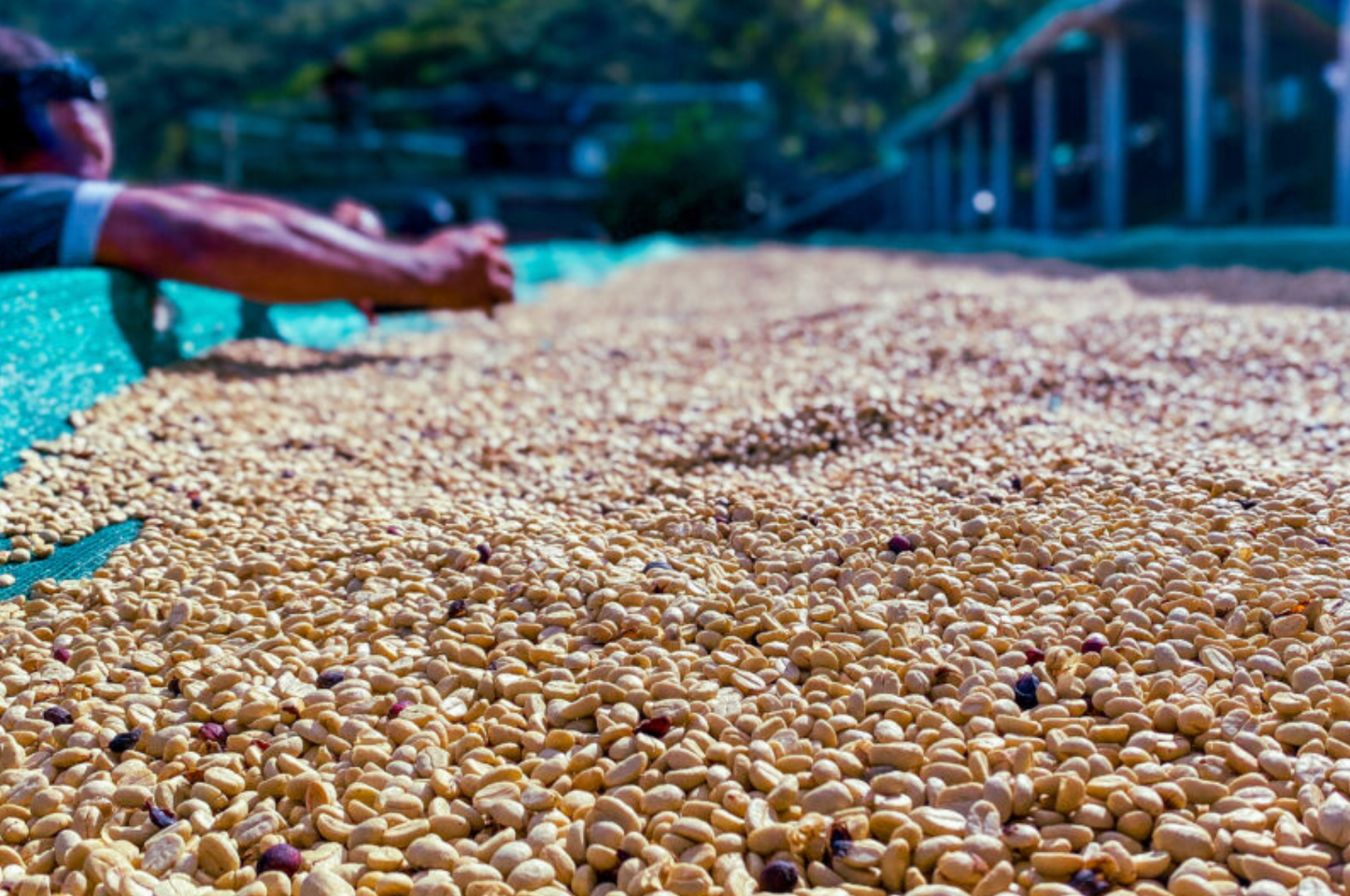 DECAF PERU - Churupampa SWP (DEC 24) - $12.00/lb