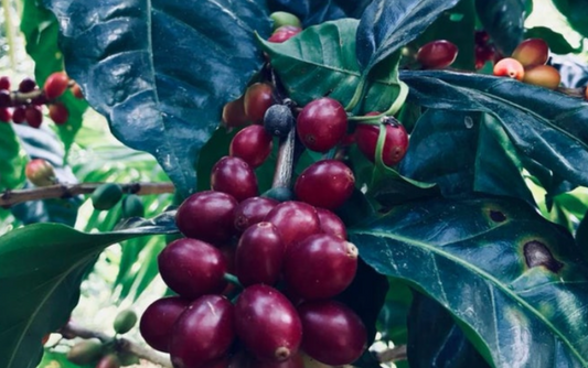 GUATEMALA - Flor de Maiz (MAY 25) - $13.25/lb