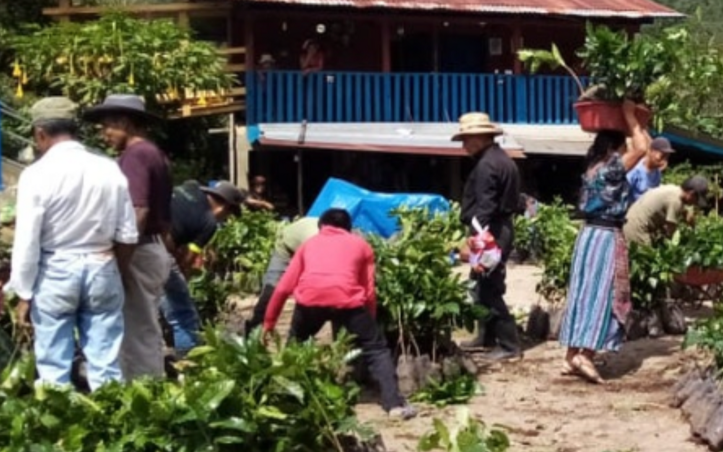 Flor de Maiz (MAY 25)