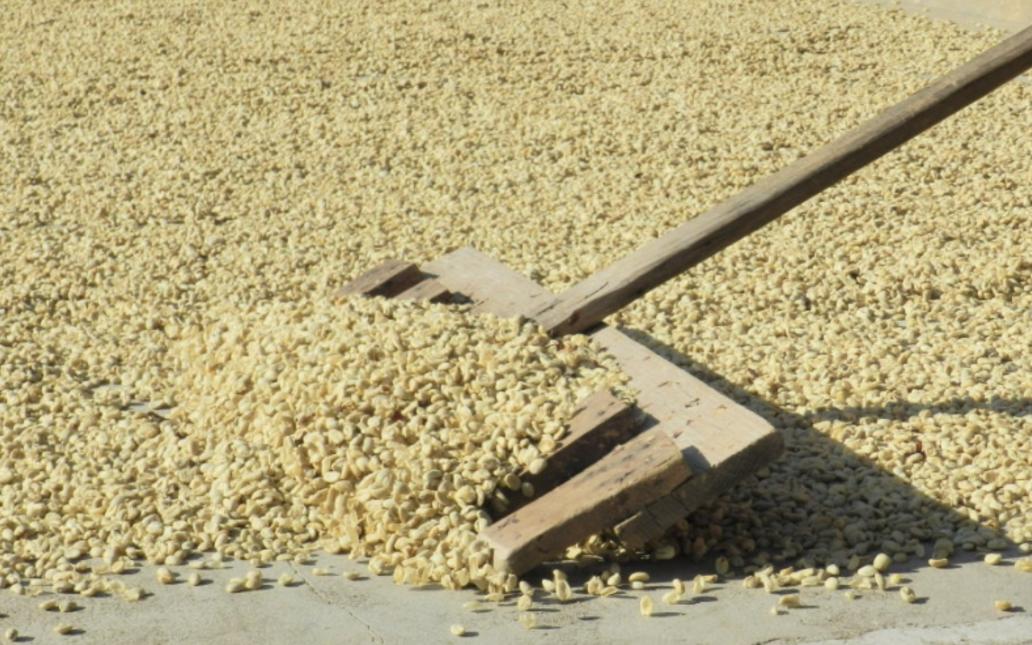 Flor de Maiz (MAY 25)