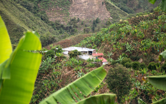 COLOMBIA - Bochica (JUN 25) - $12.75/lb