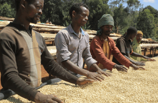 Rako Washed (JUL 25)