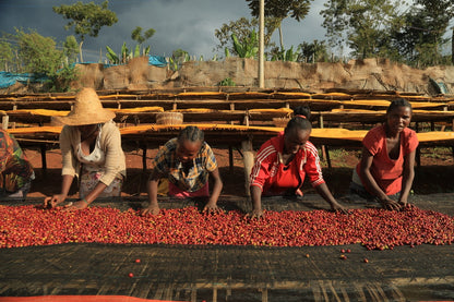 Ethiopia Konga Amederaro Natural