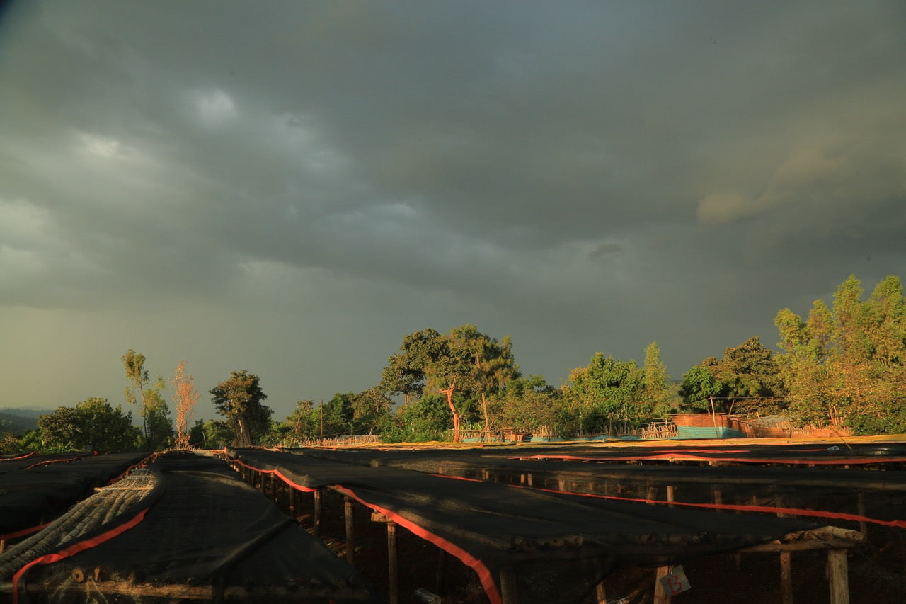 Ethiopia Konga Amederaro Natural