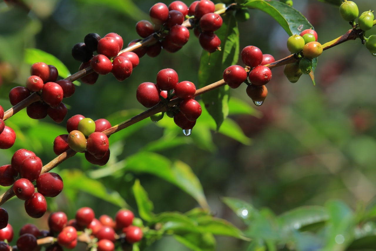 Ethiopia Konga Amederaro Natural