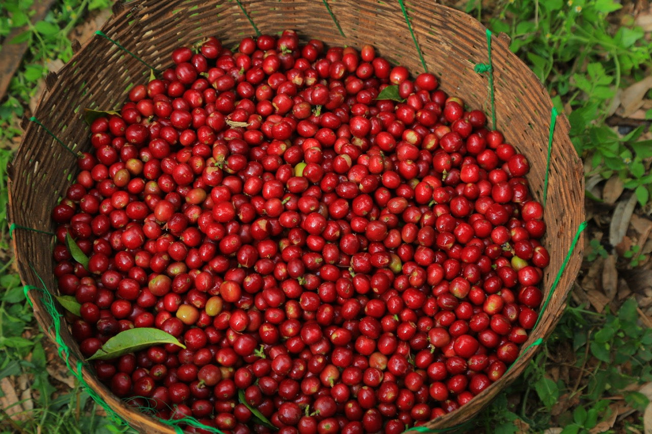 Ethiopia Konga Amederaro Natural