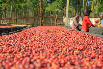 Ethiopia Konga Amederaro Natural