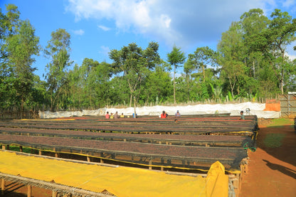 Ethiopia Konga Amederaro Natural