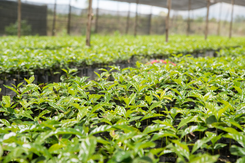 Buana Mandiri (AUG 25)