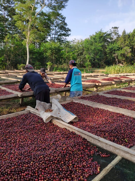 Walida Natural (JAN 25)